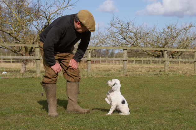 gundog training 