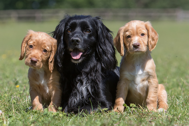 breeding dogs 