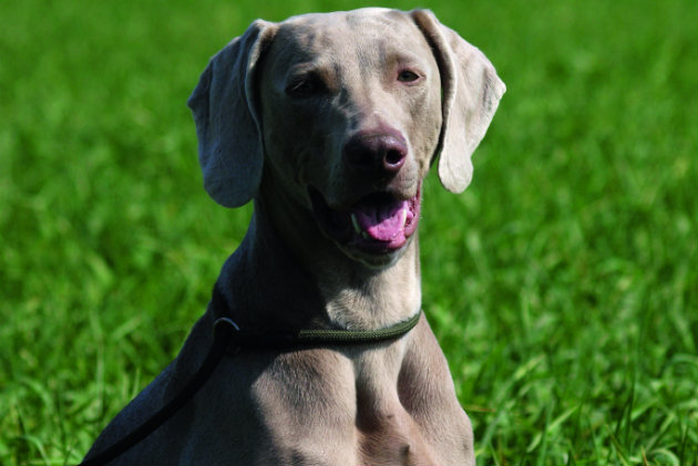 Weimaraner