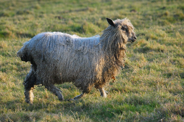 Wensleydale sheep