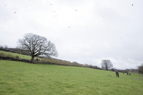 Game shooting at West Molland, Devon