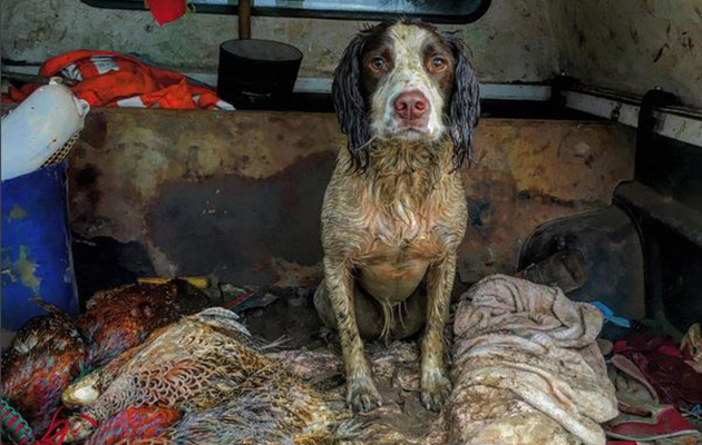 Wet and muddy pheasant shooting on Instagram
