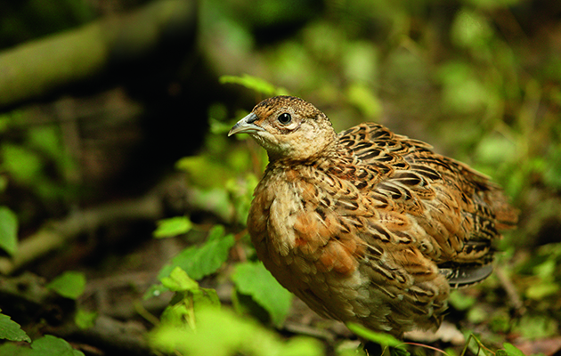 How to deal with wet weather when you put your birds out