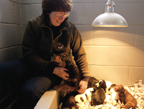 My dog&#8217;s breeder says she lets her bitches eat the afterbirths!