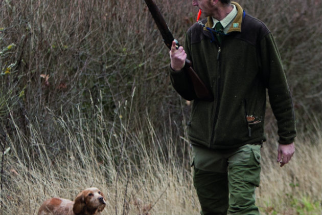 Dog working hedgerow 