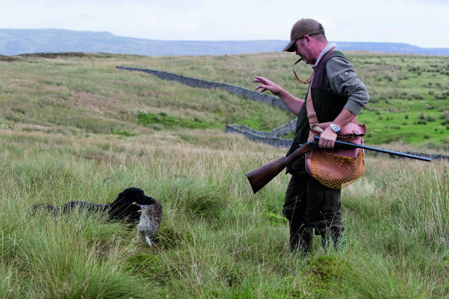 Gundog in rushes 