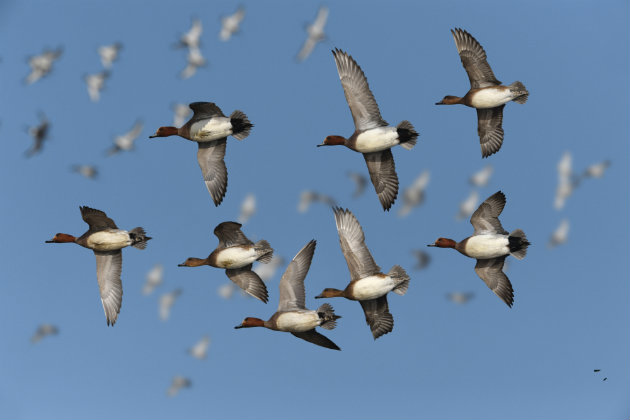 Widgeon in flight 