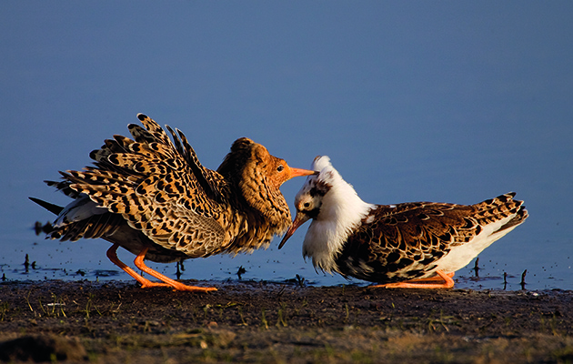 Wigeon