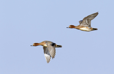 Widgeon
