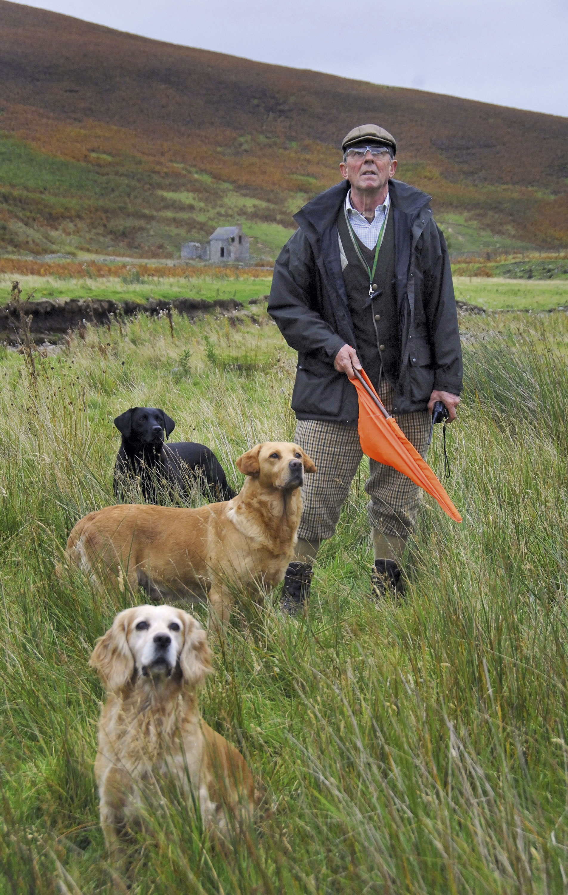 Wilson Young gundogs