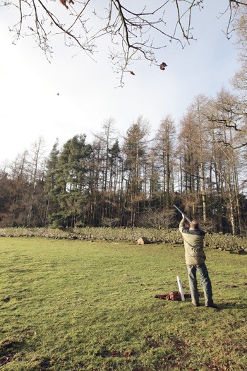 Pheasant shooting at Winderwath, Cumbria