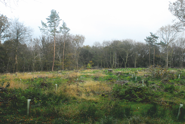 heathland