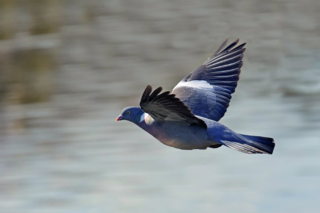airgun to control woodies