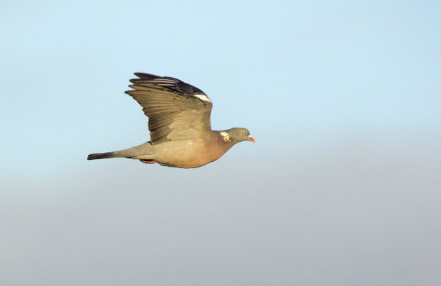 What is the right weather for shooting pigeons?