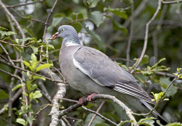 Wood Pigeon 
