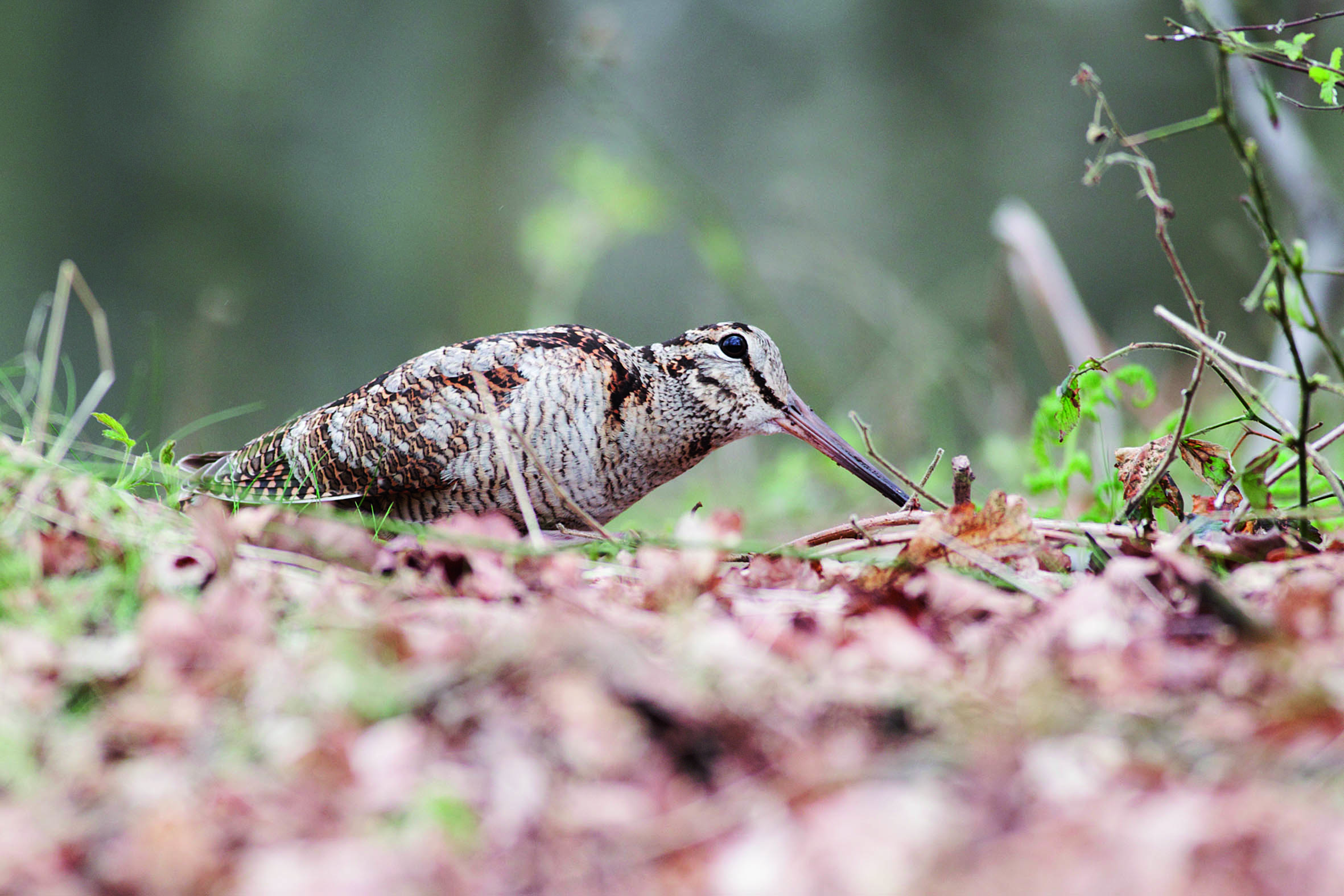 Shooters understand value of restraint on woodcock