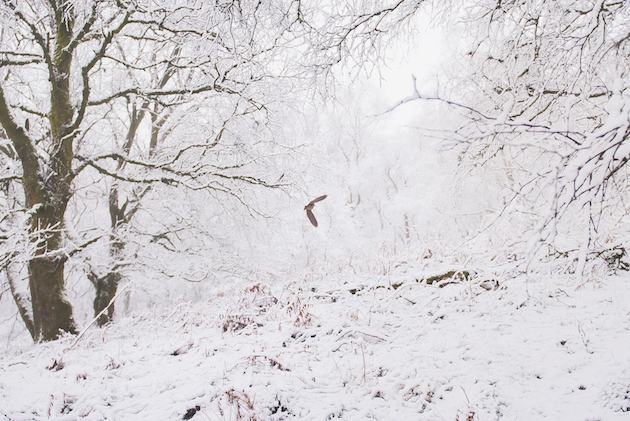 woodcock shooting in snow
