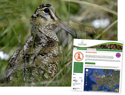 GWCT&#8217;s Woodcock Watch 2013 goes live online