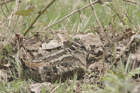 Problems retrieving when woodcock shooting