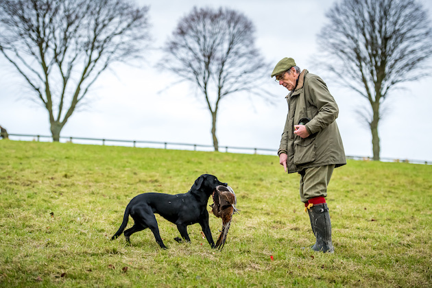 Training a young Labrador to start picking-up