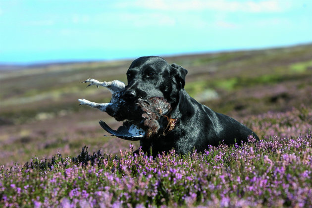 Labrador in purple heather 