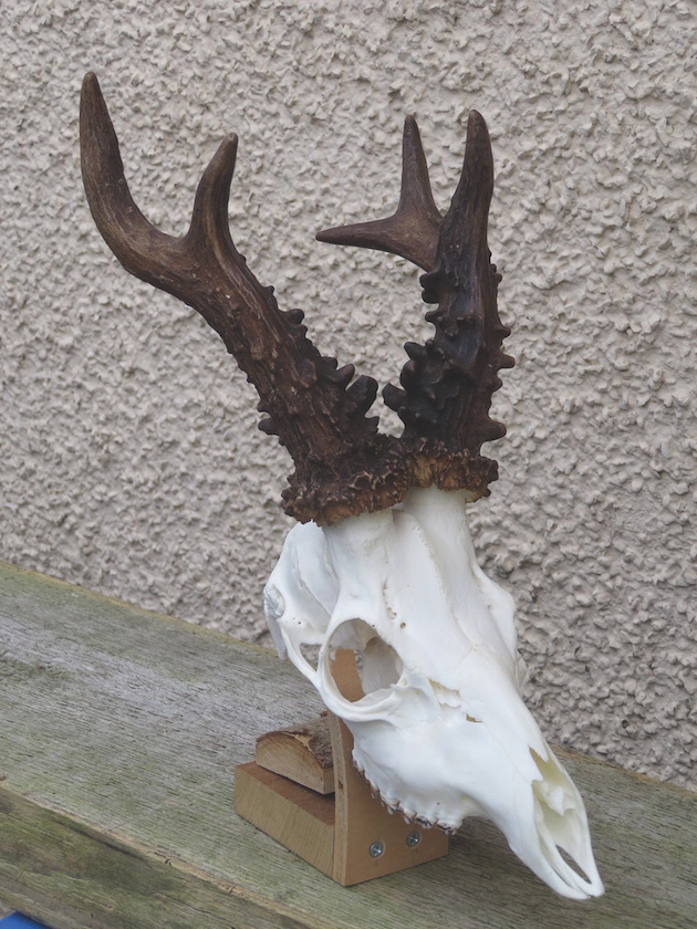 Deer trophy