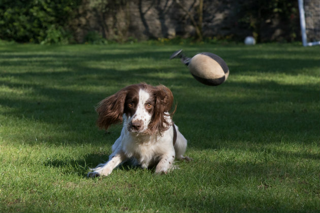 Teaching a gundog to ignore distractions