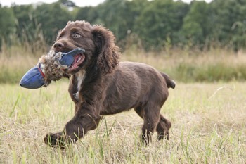 How do you introduce a pup to a gun dog?