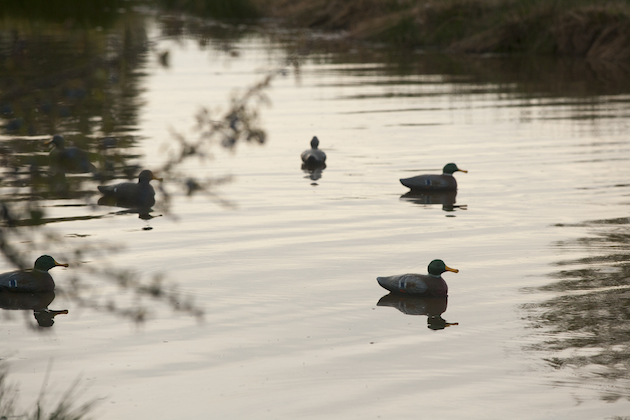 Techniques for mastering a flightpond at dusk