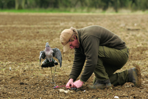 pigeon decoys