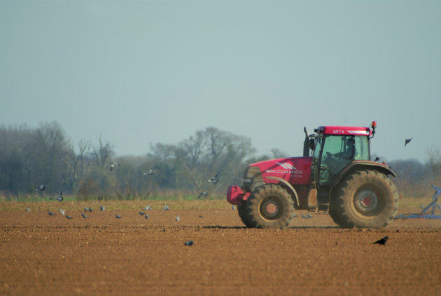 tractor with pigeons 