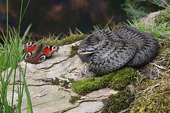 The Vulnerable viper