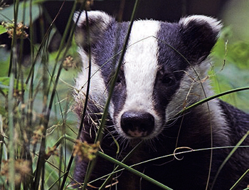 Antis threaten to name badger cull shooters after hoax calls