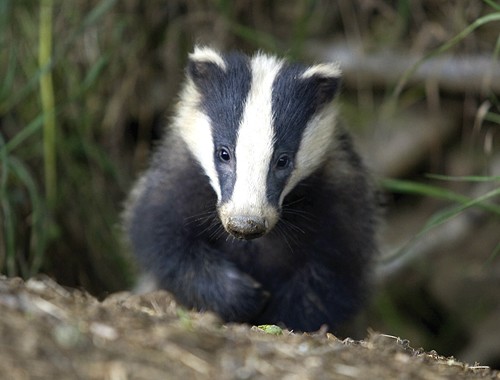 I might need an FAC variation for the badger cull!