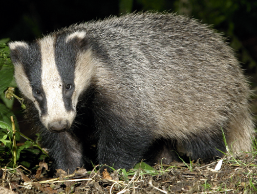 Badger cull to go ahead in Gloucestershire and Somerset