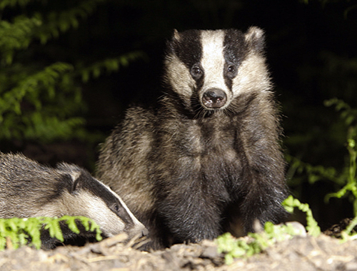 Brian May joins forces with RSPCA to prevent badger cull