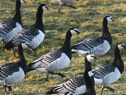 Cull of Barnacle geese gets go-ahead on the Solway