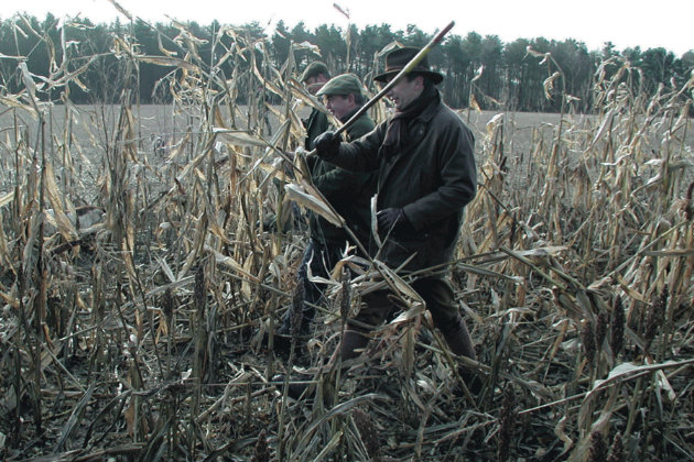 beaters in maize field