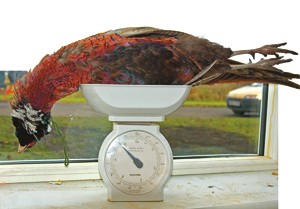 Is this the world&#8217;s heaviest pheasant?
