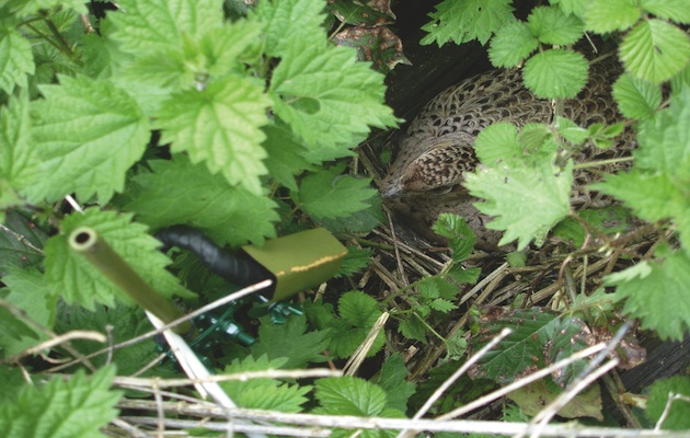 hen pheasant 
