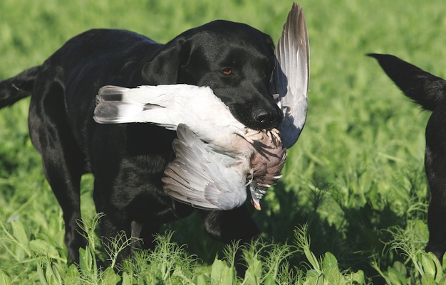 Peas and pigeon shooting