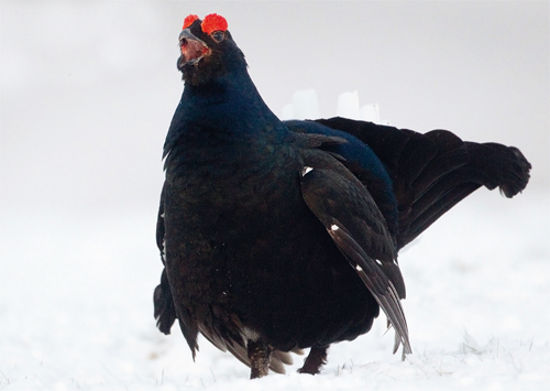 £6million fund for wildlife management in Wales announced