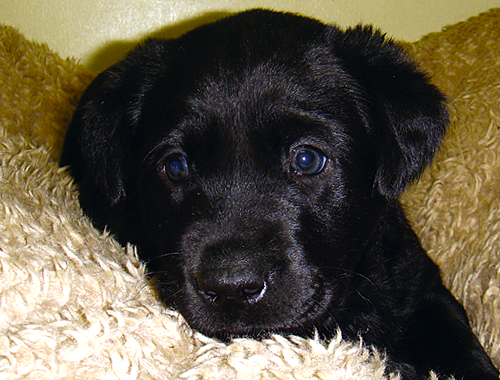 My gundog puppy is too scared to train after attack!