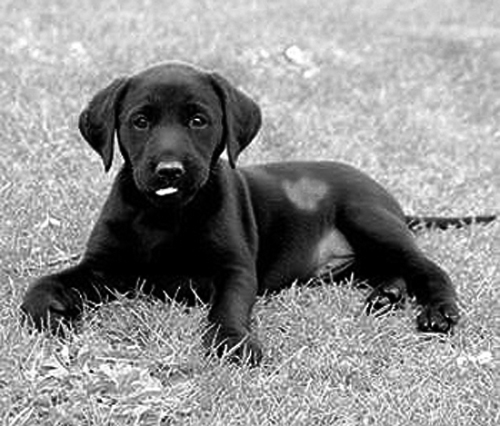 Do white patches on a black Lab mean it&#8217;s rubbish?