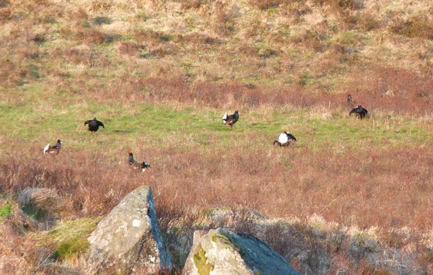 The battle to bring back Welsh grouse