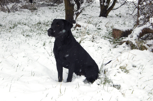How can I stop my gundog from chasing cats?