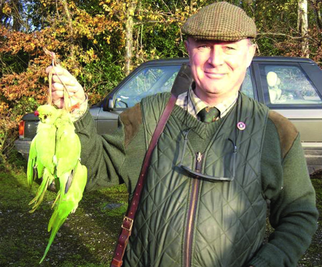 brace green parakeets