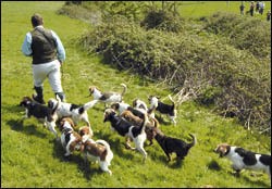 A perfectly legal hunt