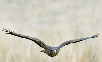 EAC gives Government&#8217;s response on wildlife crime