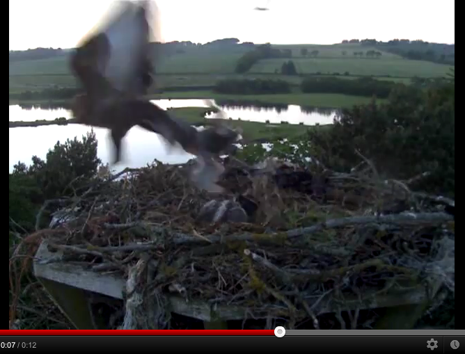 Scottish landowner films rare osprey taken by buzzard